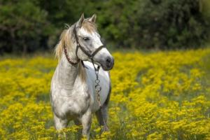 卜算子算命網(wǎng)