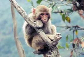 卜算子算命網(wǎng)