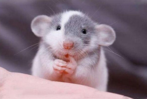 屬鼠的人的性格和脾氣