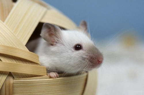 鼠年出生的人的命運(yùn)