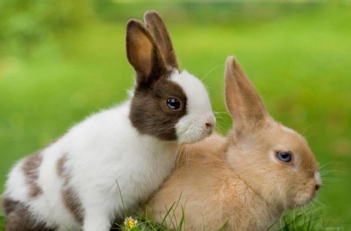 兔年出生的人一生運(yùn)勢(shì)及運(yùn)程如何