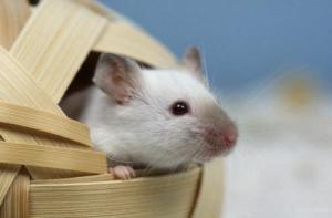 鼠年出生的人的命運(yùn)