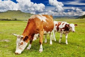 牛年出生的人的命運如何