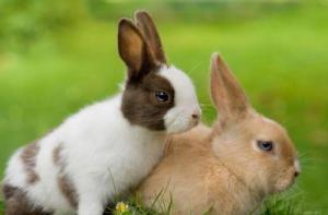 兔年出生的人一生運(yùn)勢(shì)及運(yùn)程如何