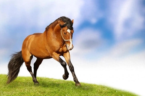 馬年出生的人命運如何