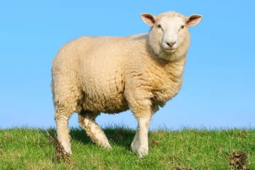 羊年出生的人命運如何