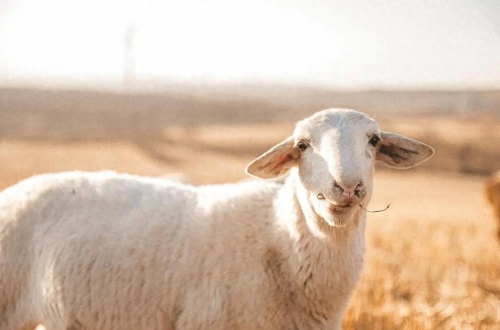 富貴羊一般生在幾月