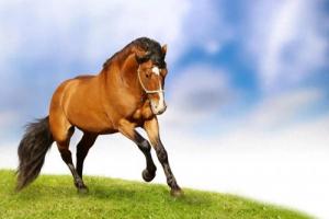 卜算子算命網(wǎng)