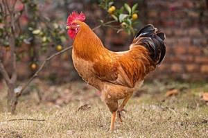 屬雞七月出生寶寶是什么命