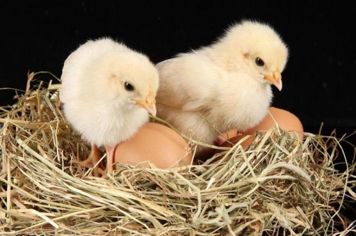 丑時出生的雞寶寶什么命