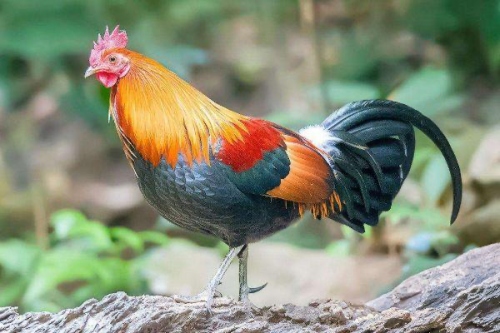 屬雞人靠什么發(fā)財(cái)最快