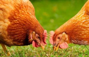 1981屬雞走大運(yùn)在哪一年