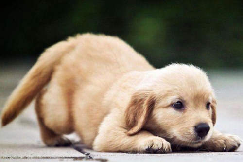 屬狗農(nóng)歷每月月出生命運(yùn)如何