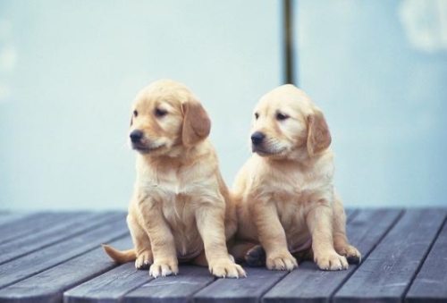 富貴狗一般生在幾月