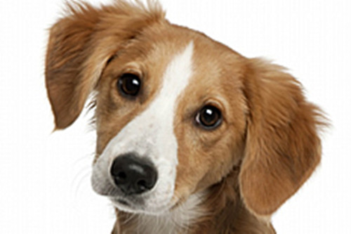 非常有錢的出生時(shí)辰狗