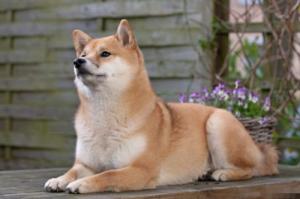 狗年出生幾月命最好