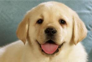 狗年出生的男孩取什么名字好