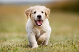 狗年出生女孩最佳取名