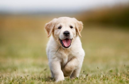 屬狗性格特點及脾氣