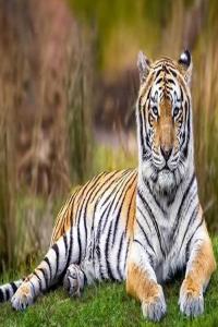 86年屬虎最招財(cái)?shù)念伾?>
                            </div>
                            <dl class=