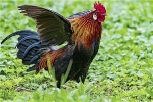 屬雞性格特點(diǎn)及脾氣