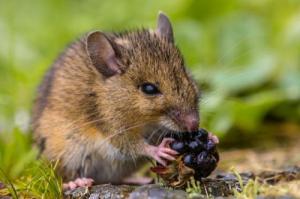 屬鼠性格特點(diǎn)及脾氣