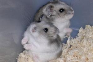 屬鼠的人品怎么樣