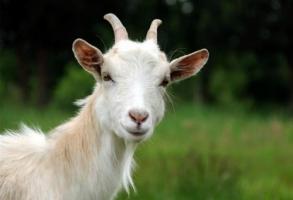 卜算子算命網(wǎng)