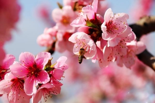 斬了桃花一般多久可以斷