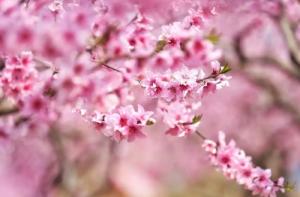 男人命帶桃花煞是什么意思