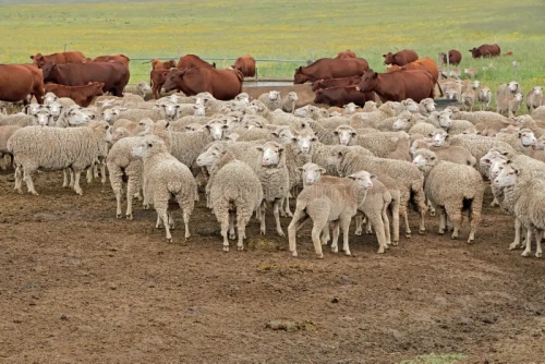 羊和牛的屬相合不合