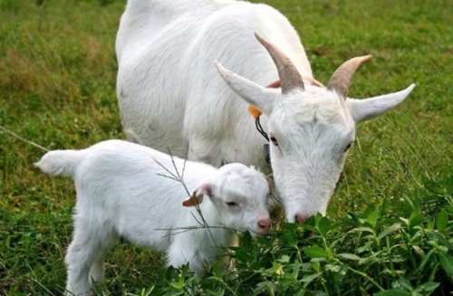 羊和兔子屬相合不合