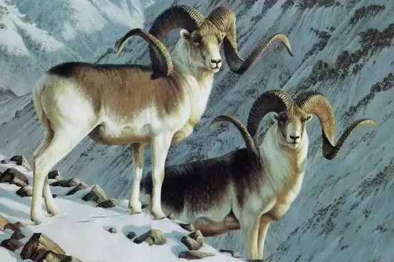 羊和龍的屬相合不合