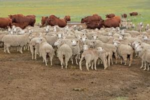 卜算子算命網(wǎng)