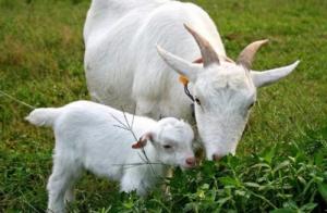 卜算子算命網(wǎng)