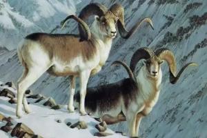 卜算子算命網(wǎng)