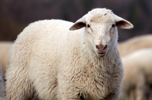 羊和蛇的屬相合不合