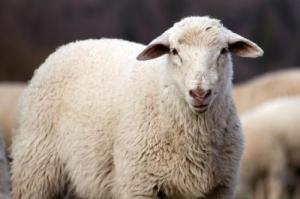 卜算子算命網(wǎng)