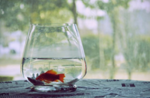 辦公室養(yǎng)魚的風(fēng)水有什么講究