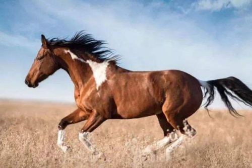 屬馬的女寶幾月出生好命