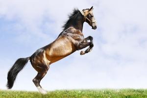 卜算子算命網(wǎng)