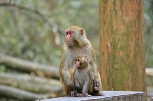 屬猴億萬富翁出生時辰 屬猴億萬富翁出生時辰