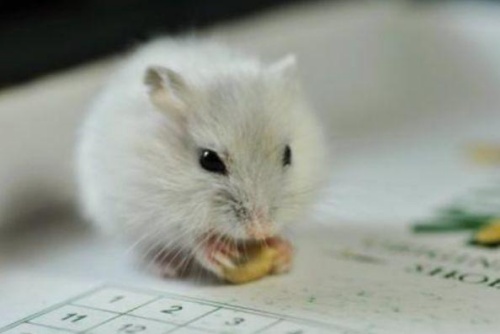 富貴鼠一般生在幾月份