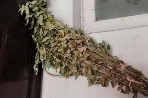 干艾草掛門上最忌諱三個(gè)原因