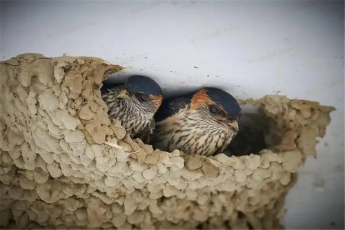 燕子在家里搭窩預(yù)示著什么意思