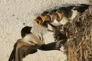 燕子在家里搭窩可以拆掉嗎