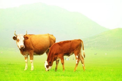屬牛男人的性格和脾氣 屬牛男人的性格和脾氣