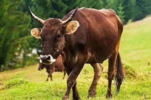 屬牛男最佳婚配屬相