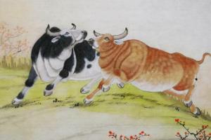 屬牛女人一生的命運(yùn)與婚姻