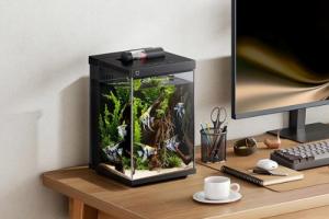 辦公桌養(yǎng)魚大忌三個(gè)